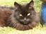Maine Coon Bella R.I.P 