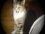 Huskat stampe - tjae..