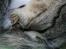Huskat Whiskas - R.I.P