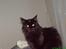 Maine Coon Chilli