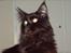 Maine Coon Chilli