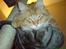 Maine Coon Victor - Jeg er bare så træt idag...