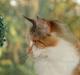 Maine Coon Dream Eagles Fantasy