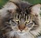 Maine Coon heartbreaker