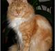 Maine Coon DK Thessen Rosita