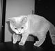 British Shorthair Mika Død 12/04-09