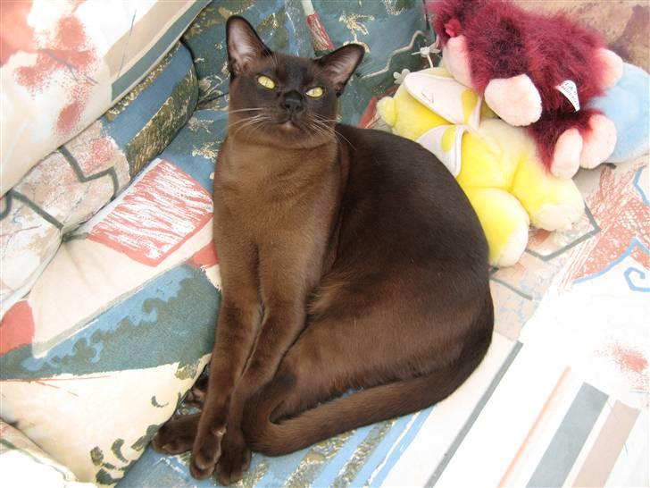 Burmeser Y- Cuba of magicat - Cuba 9 mdr gammel billede 4