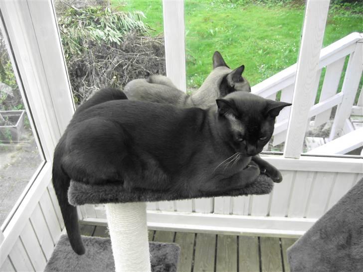 Burmeser Y- Cuba of magicat - Cuba 9 mdr gammel billede 5