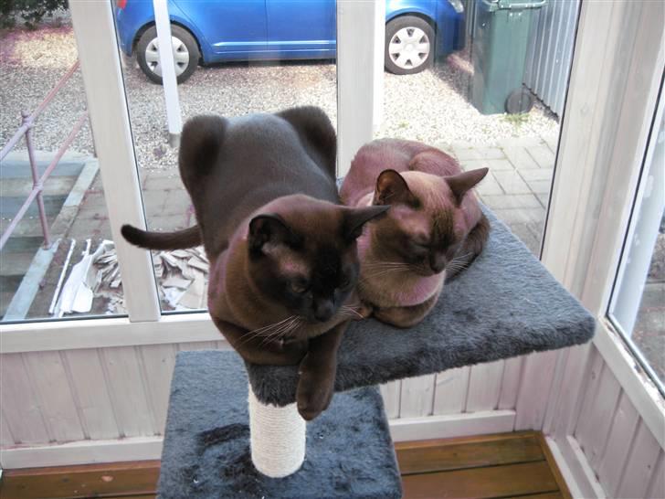 Burmeser Y- Cuba of magicat - Cuba og Nova billede 6