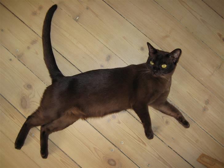 Burmeser Y- Cuba of magicat - Cuba 9 mdr gammel billede 7