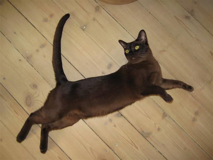 Burmeser Y- Cuba of magicat - Cuba 9 mdr gammel billede 8