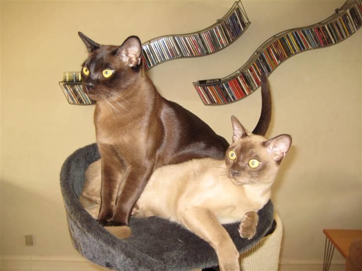 Burmeser Y- Cuba of magicat - flotte drenge billede 9