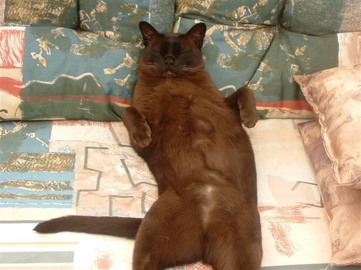 Burmeser Isis of Magicat Dk billede 5