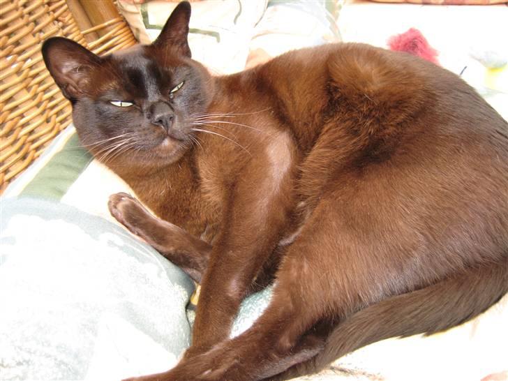 Burmeser Isis of Magicat Dk billede 6