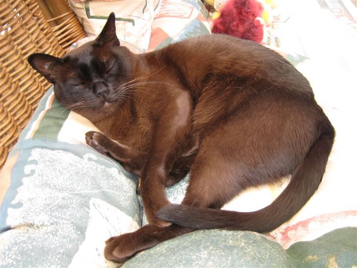 Burmeser Isis of Magicat Dk billede 7