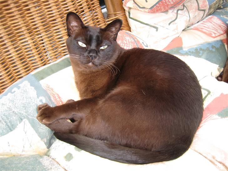 Burmeser Isis of Magicat Dk billede 8