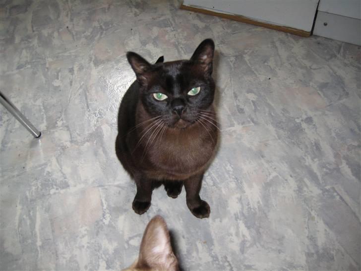 Burmeser Isis of Magicat Dk - Hvor er jeg fotogen billede 9