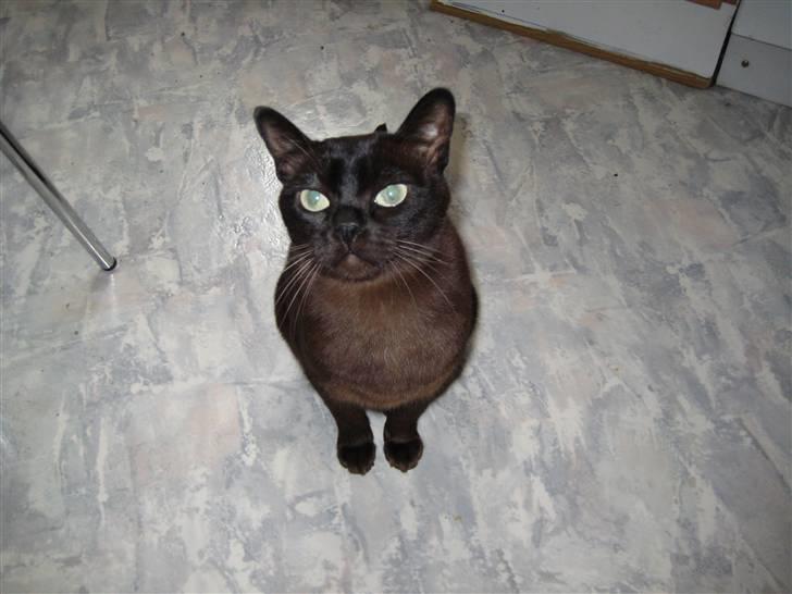 Burmeser Isis of Magicat Dk billede 10