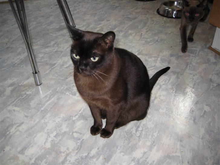 Burmeser Isis of Magicat Dk billede 11