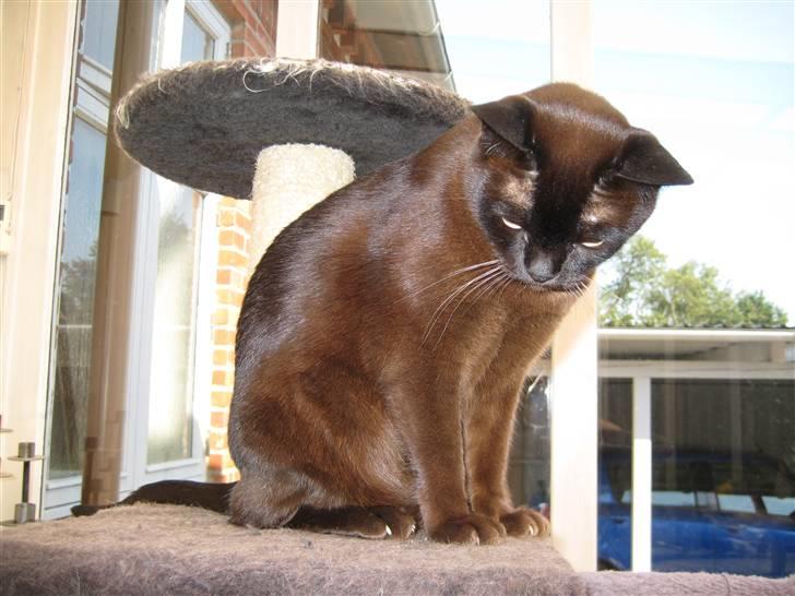 Burmeser Isis of Magicat Dk billede 12