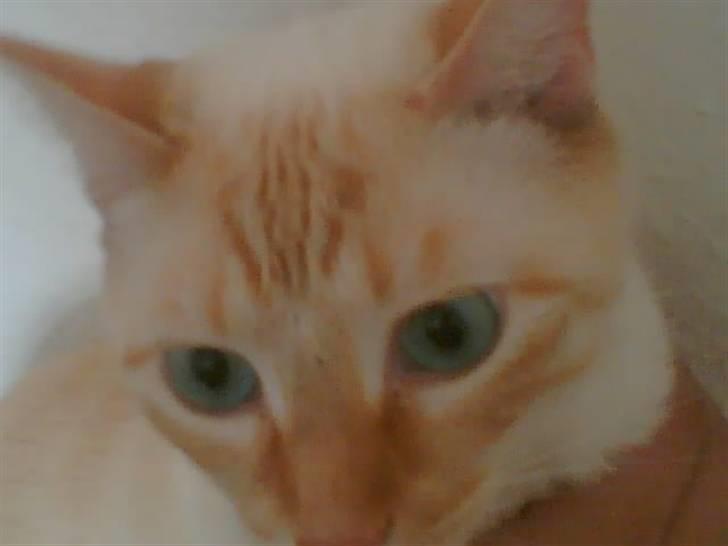 Blanding af racer william billede 10