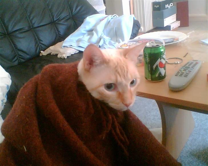 Blanding af racer william billede 11