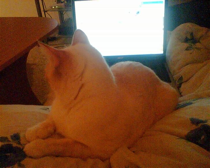 Blanding af racer william billede 12