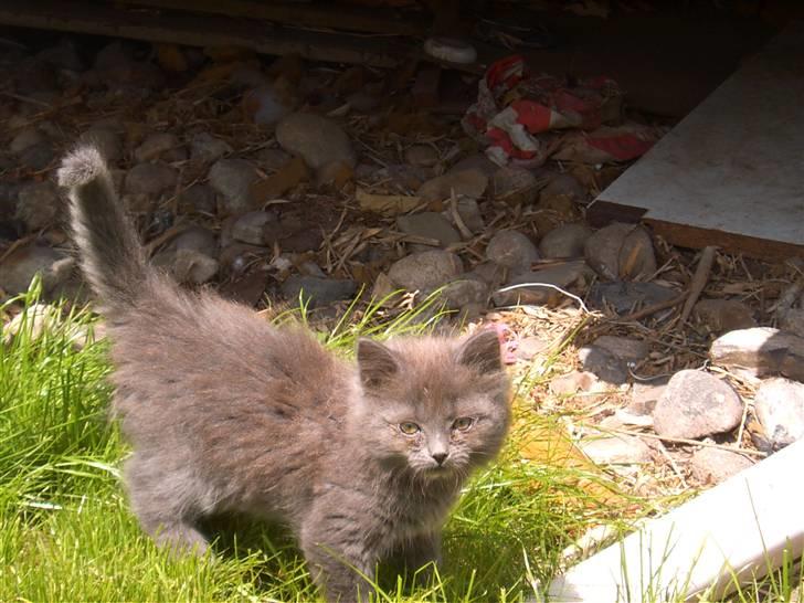 Huskat Mikki billede 10