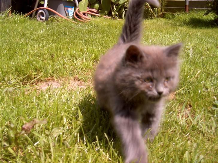 Huskat Mikki billede 11