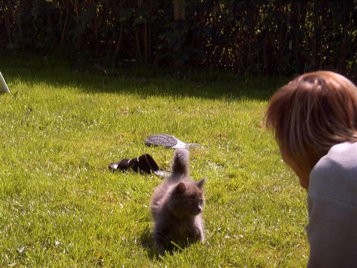 Huskat Mikki billede 12