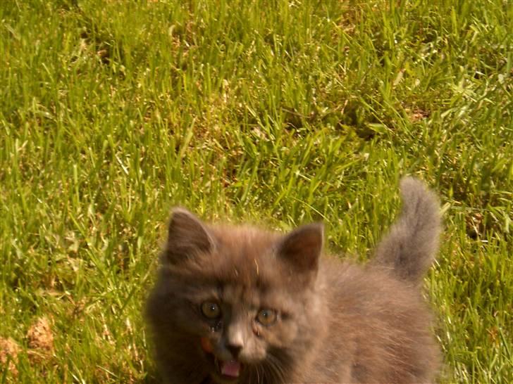 Huskat Mikki billede 13