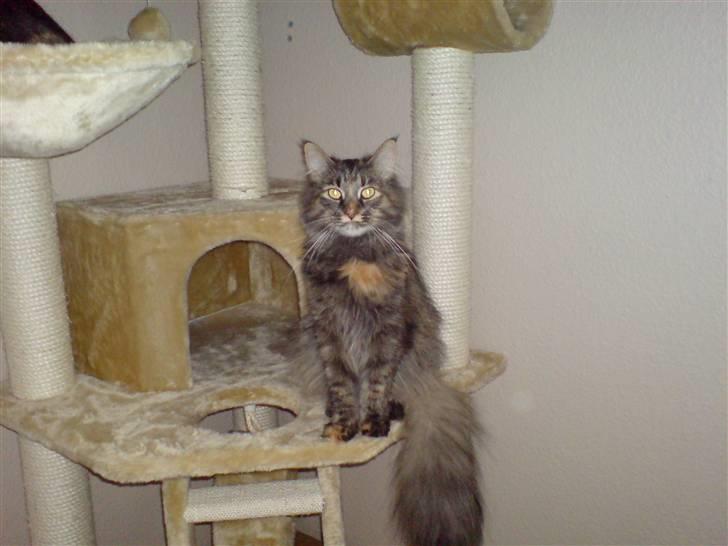 Norsk Skovkat Luna - Se jeg kan også sidde pænt:) billede 9