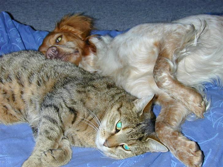 Huskat LøveMis - Løvemis & Freja billede 1