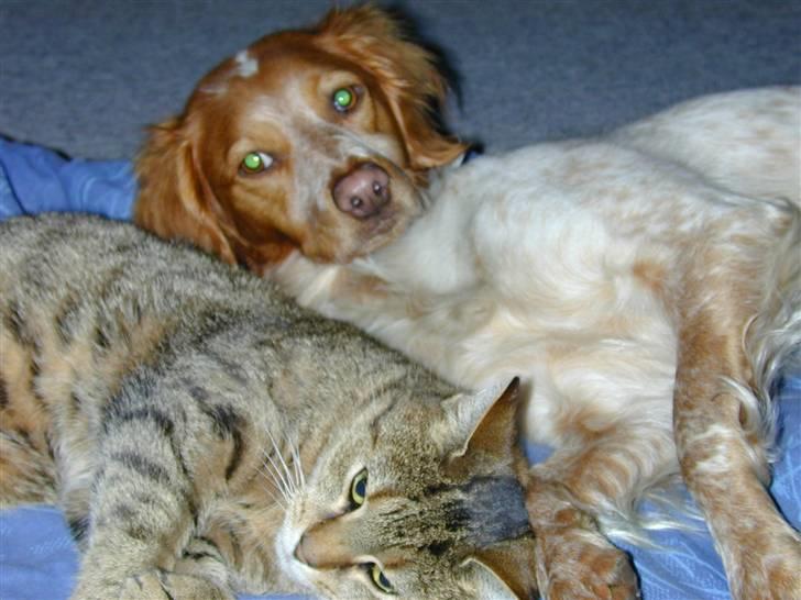 Huskat LøveMis - Løvemis og hendes hunde ven Freja>33 billede 2