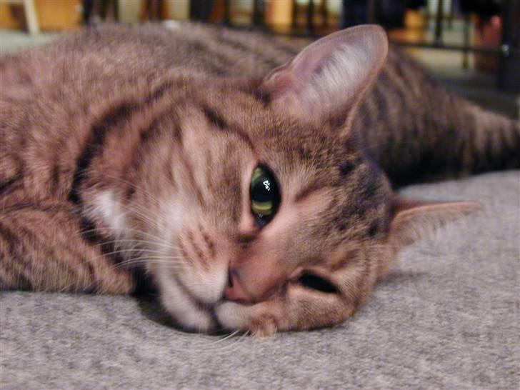 Huskat LøveMis - Løvemis hygger..=) billede 3