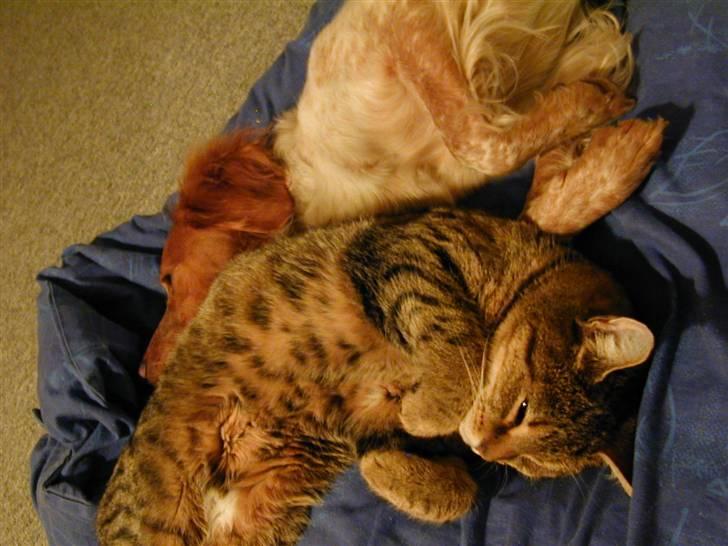 Huskat LøveMis - Løvemis hygger med Freja billede 4