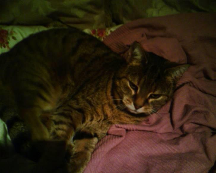 Huskat LøveMis - Løvemis er Prinsesse på min seng.. billede 5