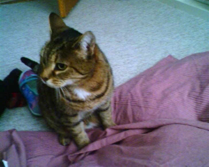 Huskat LøveMis - Løvemissen...Lille Løven..>33 billede 6