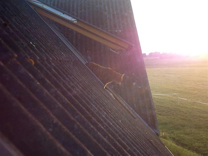 Huskat LøveMis - Løvemis i vinduet fra 1. sal... billede 8