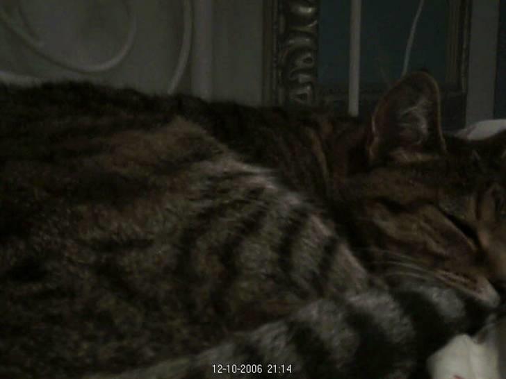 Huskat LøveMis - Løvemis sover...som altid billede 9