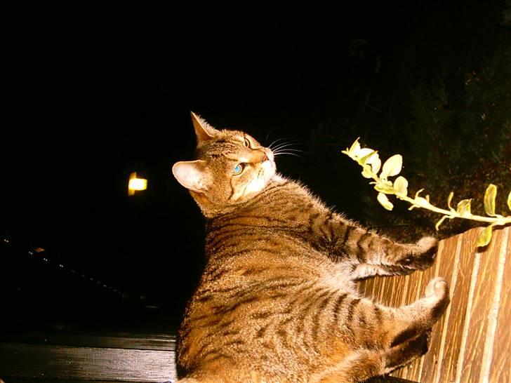 Huskat LøveMis - Løvemis om natten.. billede 10