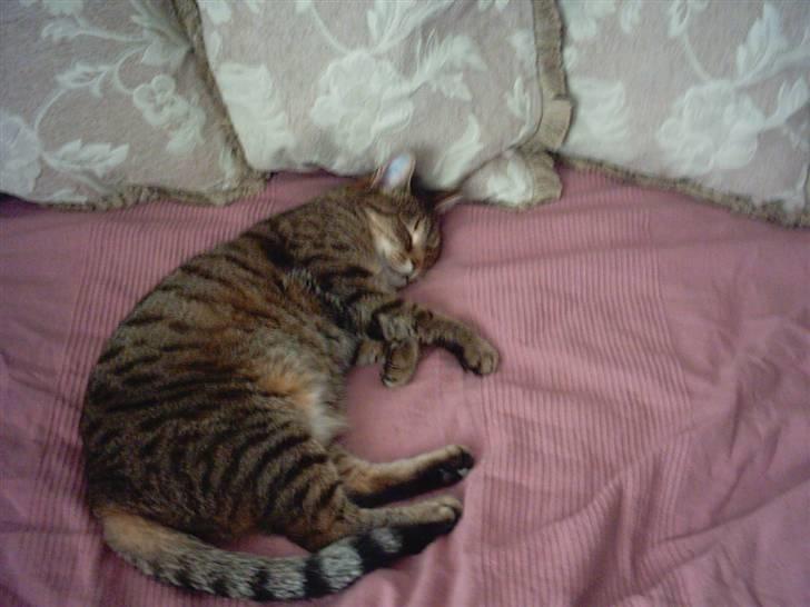 Huskat LøveMis - Løvemis lever livet på min seng.. billede 11