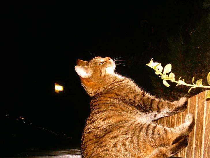 Huskat LøveMis - Løvemis leger foto farlig kat.. billede 12