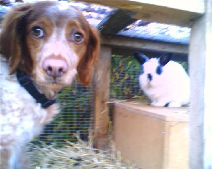 Huskat LøveMis - Løvemisses bedste ven Freja & hendes underholdning kaninen Nuller>33 billede 13