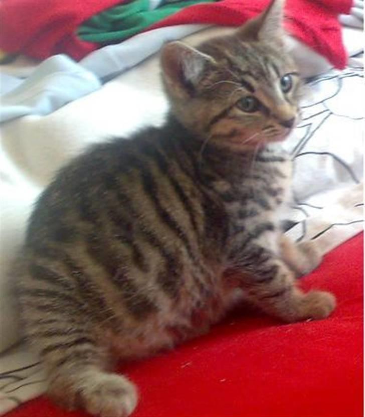 Huskat Nellie Patulny Hovmand billede 1