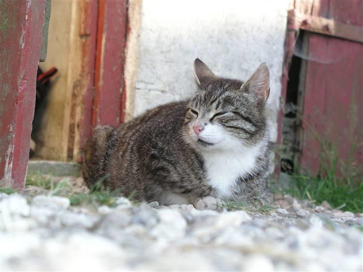 Huskat Timian - Timian<33 billede 2