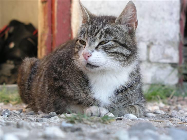 Huskat Timian - Timian sidder ude..det elsker hun billede 3