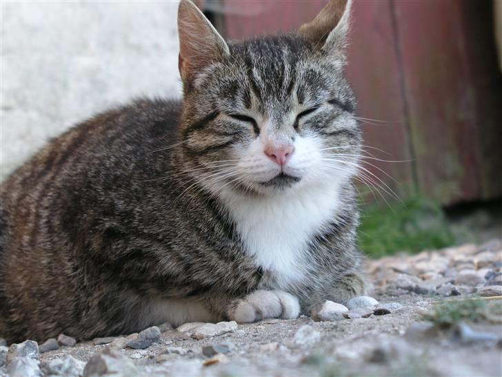 Huskat Timian - Timian skal lige se hvad det er jeg holder..=) billede 4