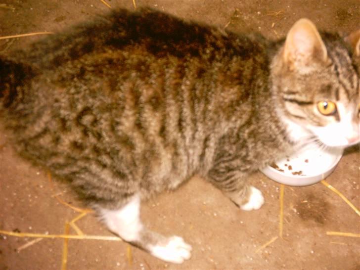 Huskat Timian - Timian...den søte kat.. billede 5