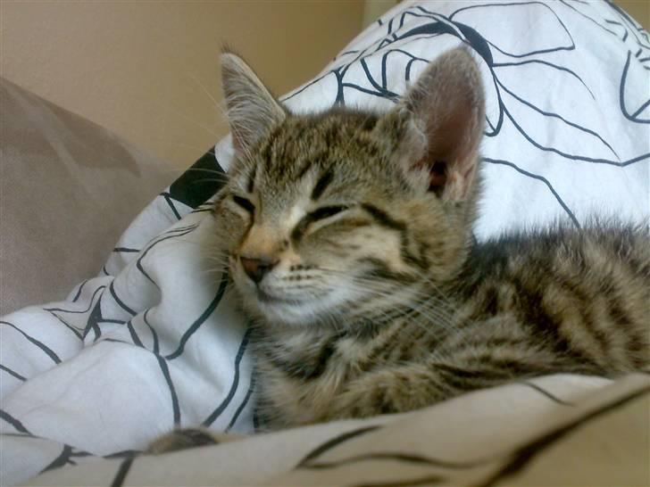 Huskat Nellie Patulny Hovmand billede 4